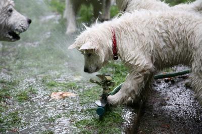 Tikaani vs sprinkler